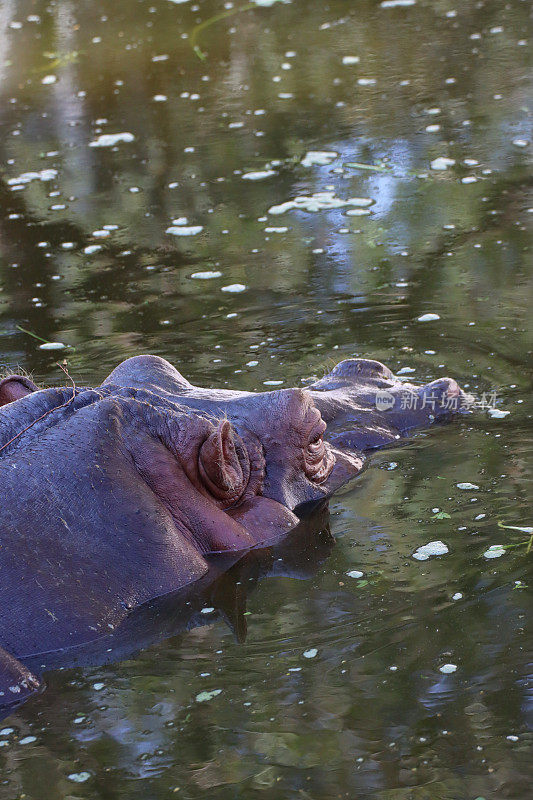 河马(Hippopotamus amphibius)头部浸在水中的特写图像，河马在河中，耳朵、眼睛和鼻孔出水，聚焦于前景